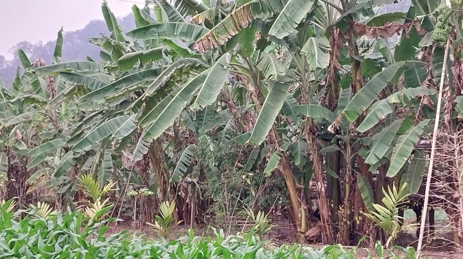 धान फल्ने खेत मासेर व्यावसायिक केराखेती